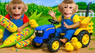 Download Lagu Monkey CACA harvests rainbow corn and drives tractor – Cute farm adventure with baby monkey. MP3 Download Lagu Monkey CACA harvests rainbow corn and drives tractor – Cute farm adventure with baby monkey. MP3