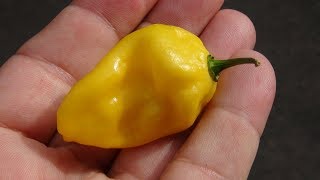 ⟹ 7 Pot Lemon Pepper | Capsicum chinense | Pod Review