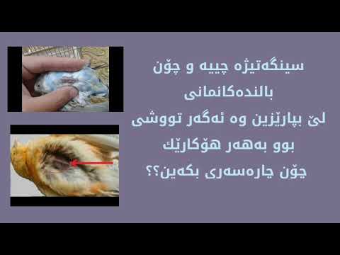 سینگەتیژە و چییە چۆن باڵندەکانمان لێ بپارێزین وە ئەگەر تووشی بوو بەهەر هۆکارێک چۆن چارەسەری بکەین