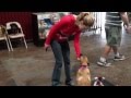 Pet Obedience Class - Sit Means Sit Pet Obedience Class - Sit Means Sit