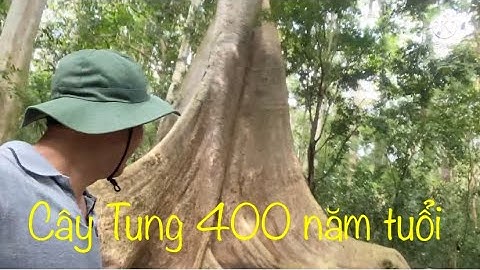 Khám phá Vườn Quốc gia Nam Cát Tiên (P2) - Mục sở thị Cây Tung 400 năm tuổi
