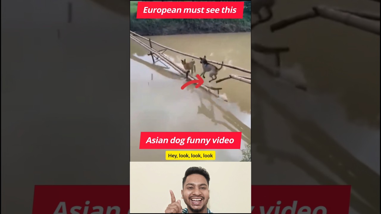 Village dog Crossing the bamboo bridge. 