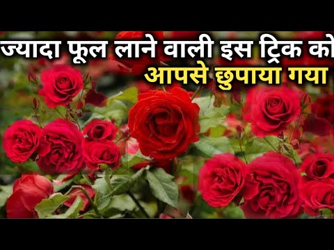 वीडियो: बारहमासी जेलेनियम (45 फोटो): बगीचे में खुले मैदान में फूल लगाना और उसकी देखभाल करना। किस्मों का विवरण। उनका प्रजनन