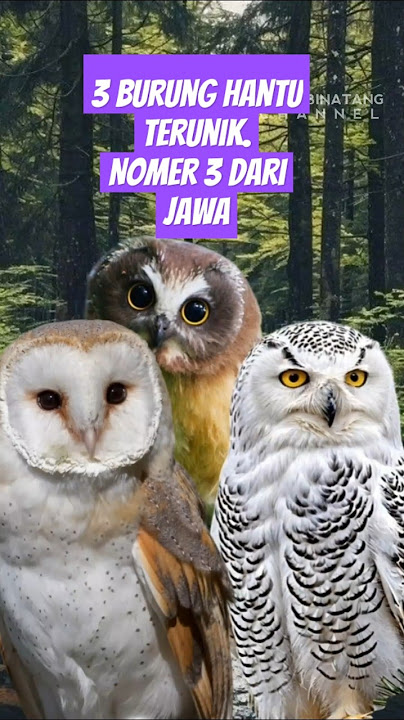 3 burung hantu terunik di dunia. nomor 3 dari Indonesia #burunghantu #owl #10 #faktahewan