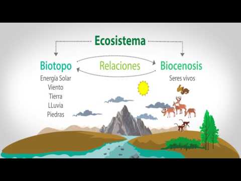 Video: La biogeocenosis es el componente más importante del ecosistema