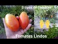 Mais uma colheita de Tomates