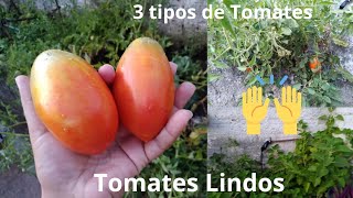 Mais uma colheita de Tomates