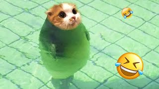 Funny Dogs, Cats and Animals Videos 2023 😎Most Trending Animal Videos #43