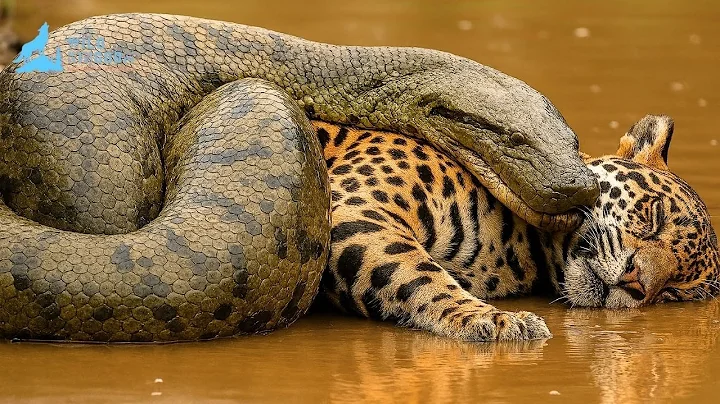 Anaconda – The Giant Ruler of the Amazon Swamps #naturedocumentary | Wildlife documentary