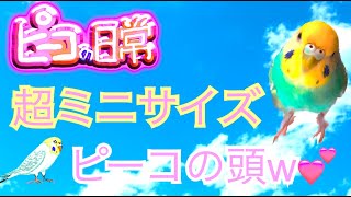 ピーコの日常〜超ミニサイズピーコの頭w💕