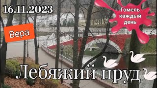 16.11.2023 Лебяжий пруд. Гомельский парк#гомель %#shortsvideo #беларусь #shortsfeed