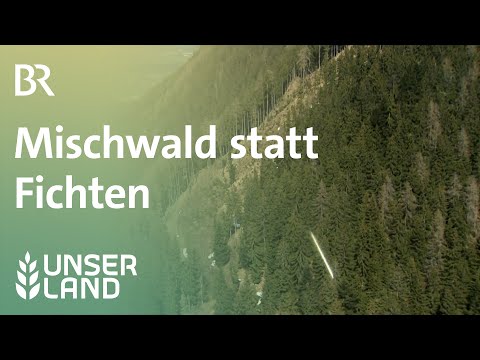 Bergwaldoffensive: Mischwald statt Fichten | Unser Land | BR Fernsehen