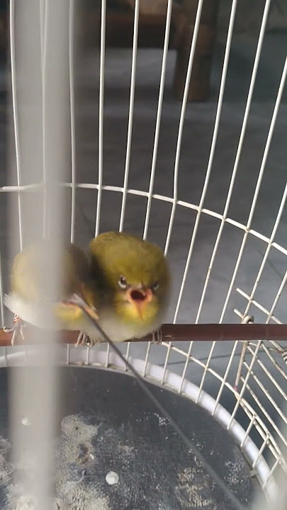 Pleci Buxtoni || Anakan Pleci