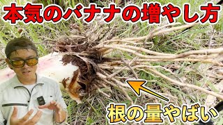 【必見】バナナ生産者が教えるバナナの増やし方！正しい株分けをシェアします！スコップ一本でできます．
