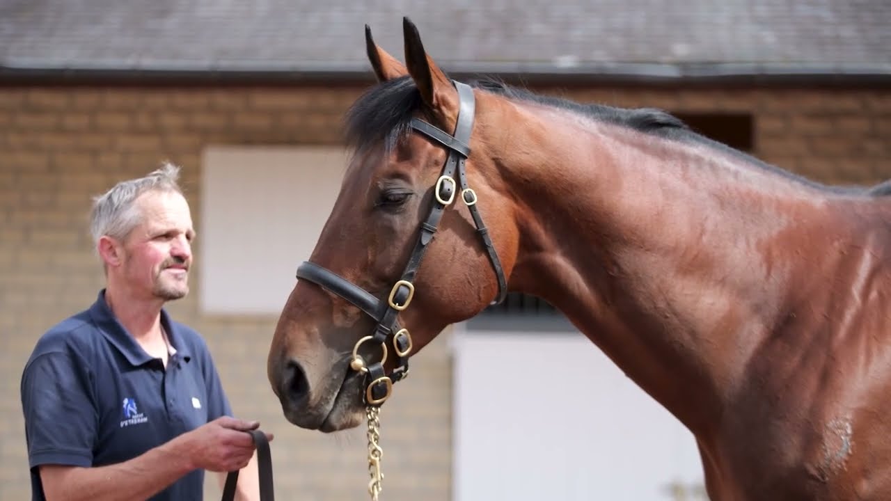 Persian King : Group Prospects 2026