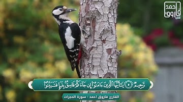 تلاوة عراقية سورة الحجرات بصوت القارئ فاروق احمد الكردي