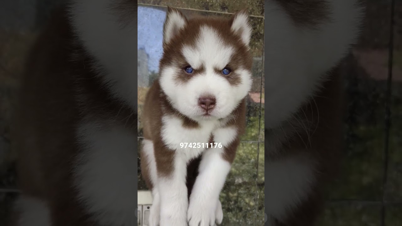 Top Quality Siberian Husky Puppies in Bangalore for sale Wooly Coat