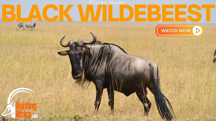 Rowland Ward BW | Hunting Africa | Eastern Cape| 2...