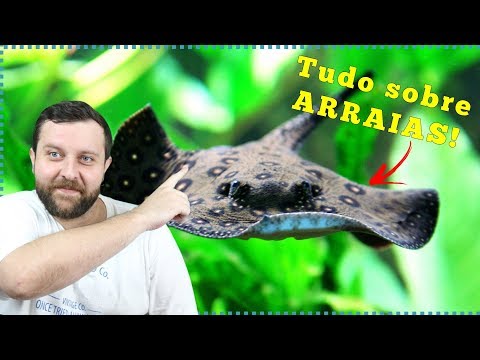 Saiba TUDO sobre peixes ARRAIAS em AQUÁRIOS!