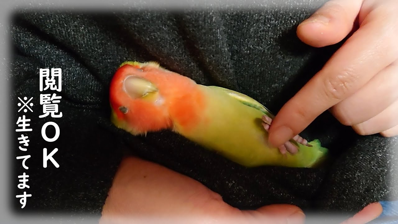 閲覧ok かわいく寝ているだけです コザクラインコさくらちゃん Youtube