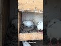 Love 💕 #vairalvideo #trending #vairal #vairalshort #trendingshorts #trendingvideo #love #pigeon