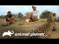 Frank  y Darran se rodean de guepardos y leones | Wild Frank vs Darran | Animal Planet