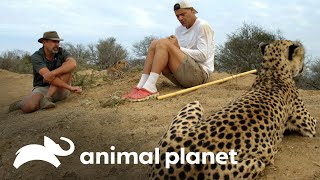 Frank  y Darran se rodean de guepardos y leones | Wild Frank vs Darran | Animal Planet