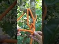 Simple and strong  #knot #rope #a #diy #handmade #camping #outdoor #tutorial