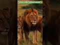 “Power of the Pride | Lion Leadership Moment” #naturelovers #wildtv #wildlife #wildlifeentertainment