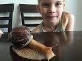 Пробуждение улитки АХАТИНЫ после зимней спячки #Snail Achatina#Уход и размножение улиток