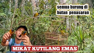 Mikat Kutilang EmasJumpa Lawan Seimbang_Mengundang Semua Burung..