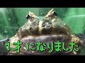 ヤフオクで千円だったツノガエルが１年経過したら、体重が増え過ぎた！【体重測定】