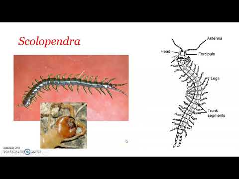 Class Chilopoda  - General characters. Eg Scolopendra & Scutigera