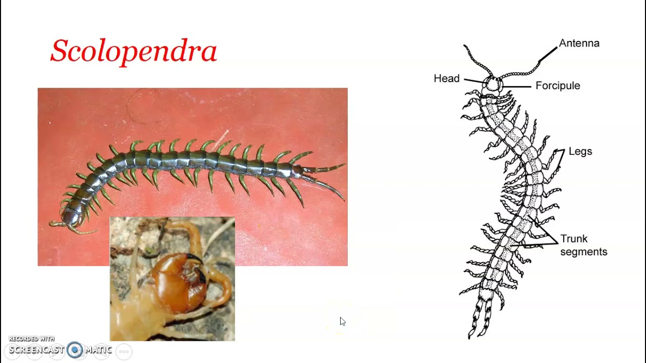 Class Chilopoda  - General characters. Eg Scolopendra & Scutigera