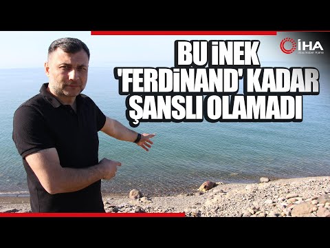 Trabzon'da Sahile İnek Vurdu! 'Ferdinand' Kadar Şanslı Olamadı