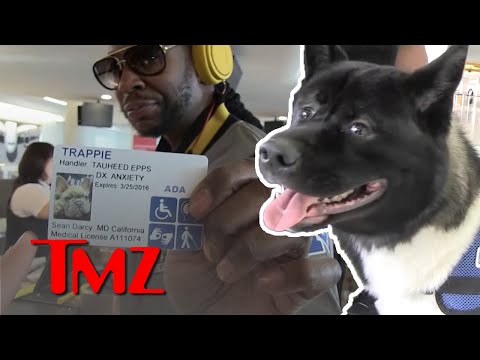 Vídeo: Muttbombing: Rescate Photoshops Adoptable Dogs To Celebrity 'Selfies