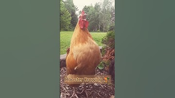 Thumbnail of Chicken | Rooster Crowing Sound  🐓 #shorts