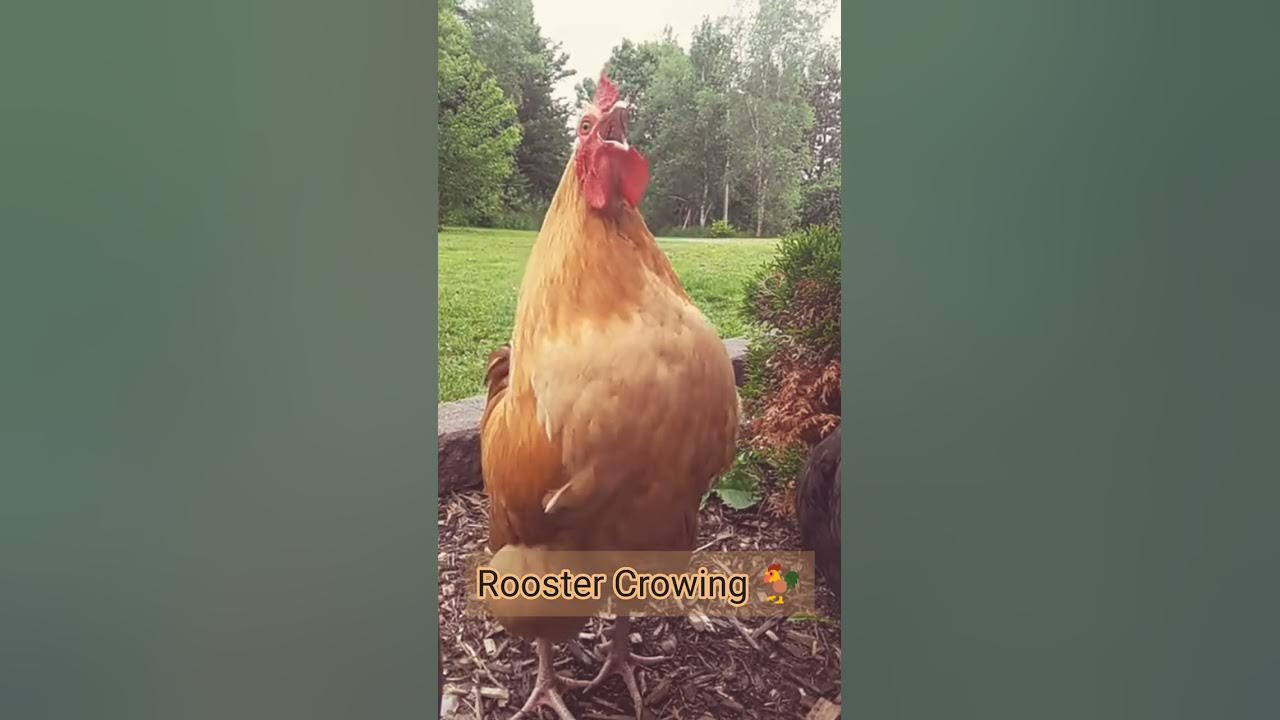 Chicken | Rooster Crowing Sound  🐓 #shorts