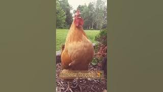 Chicken | Rooster Crowing Sound  🐓 #shorts