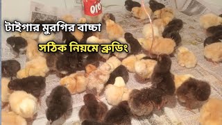 টাইগার মুরগির বাচ্চা সঠিক নিয়মে ব্রুডিং করা। @hridoyagrofarmingofficial9