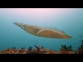 Calamares - Islas Cies