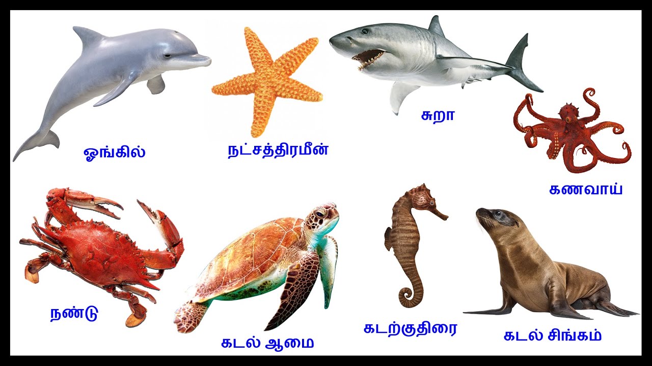 Sea Animals in Tamil with Real time images கடல் வாழ் உயிரினங்கள்