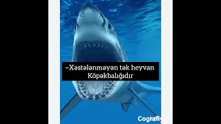 Heyvanlar Haqqında Maraqlı Faktlar