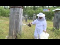 Ноу-хау в пчеловодстве: волшебный улей