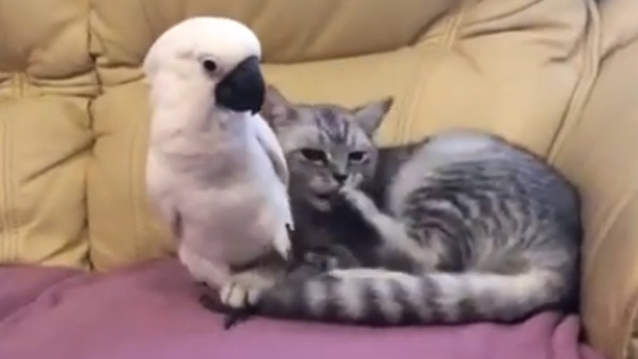 funny cats sleeping in weird positions compilation 2014 funnyplox Cockatoo helps cat with grooming duties