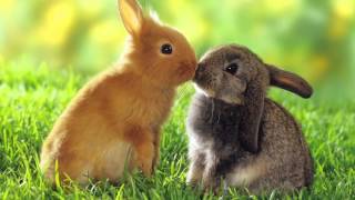 Dieren foto's