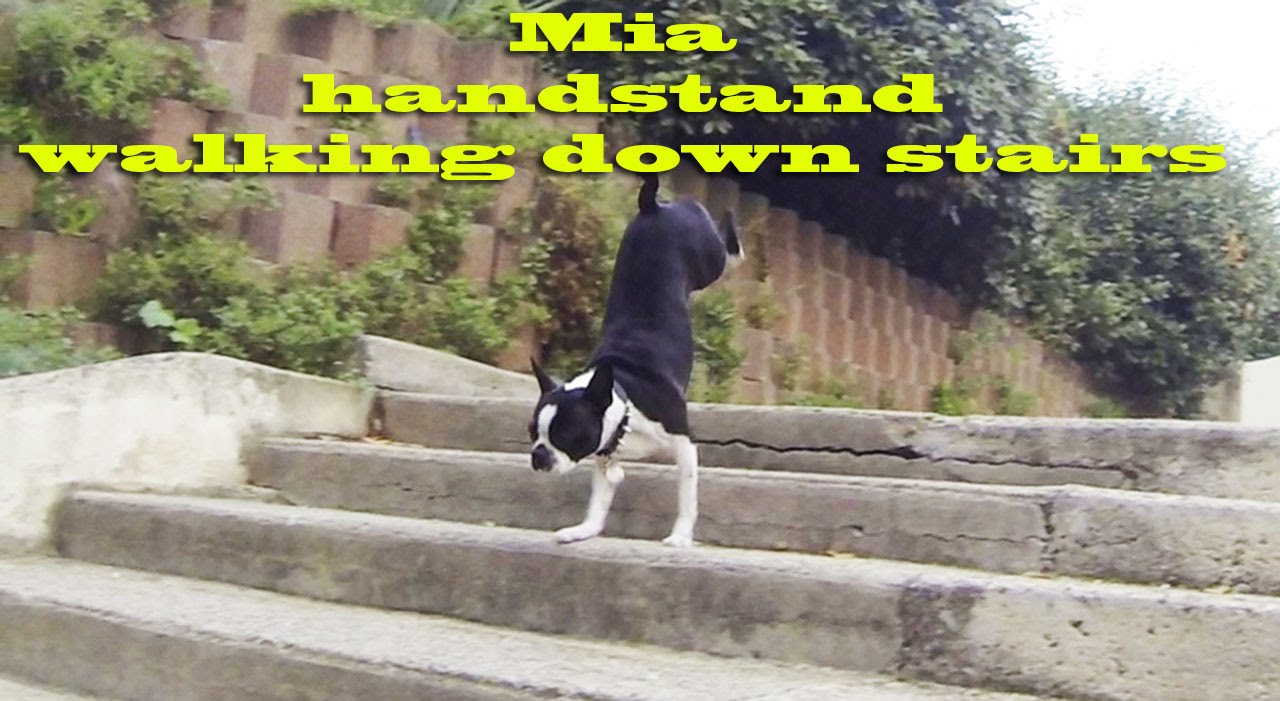 Amazing dog trick Handstand Wakling Down Stairs YouTube