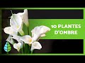 10 plantes dombre pour intrieur et extrieur 