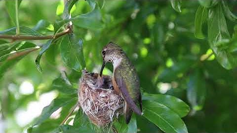 Humming Bird Feeding Chicks Close Up Video HD