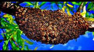 Снять рой пчёл 2021 Дикие пчелы - вкус свободы. Колода. Поселение Родовых Поместий Счастье